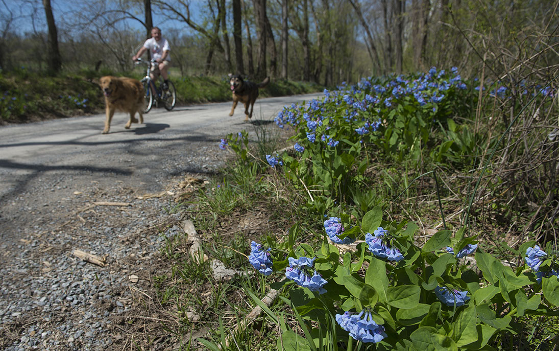 Spring Virginia Bluebells