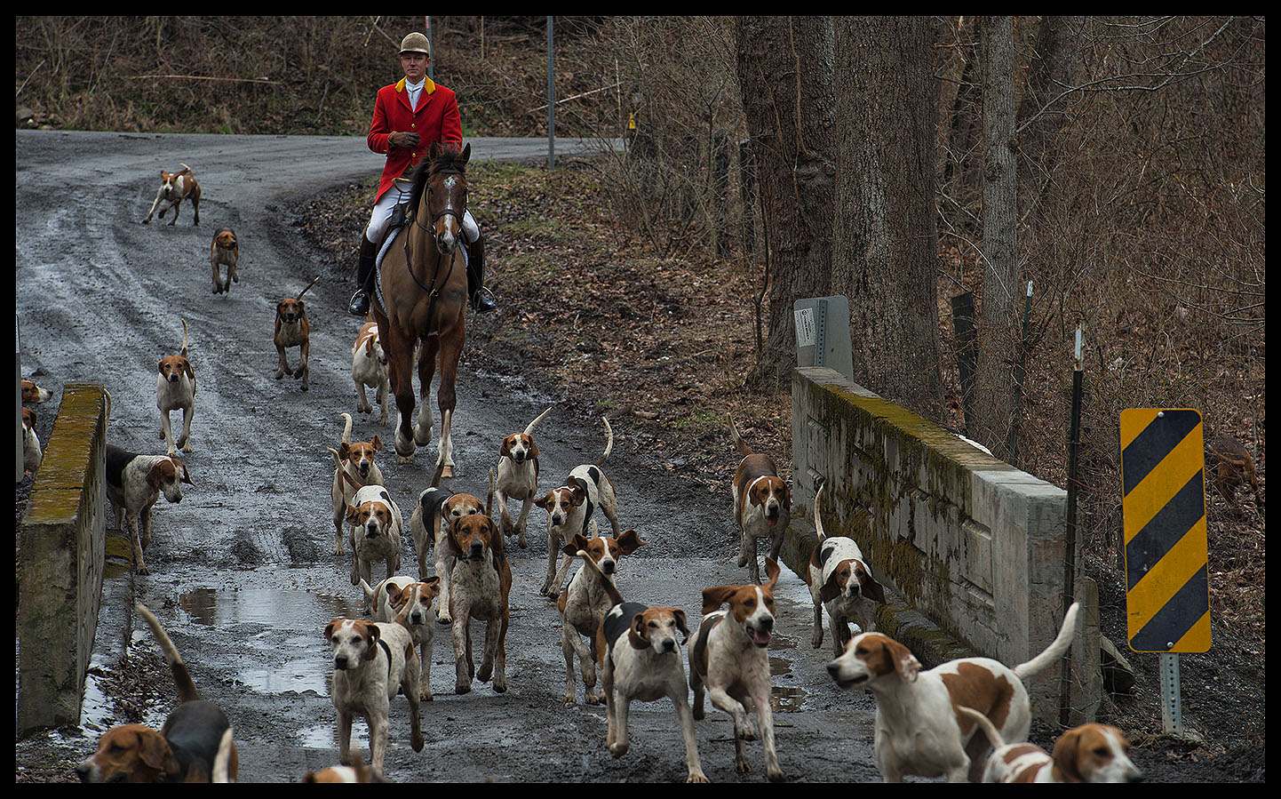 Piedmont Fox Hounds